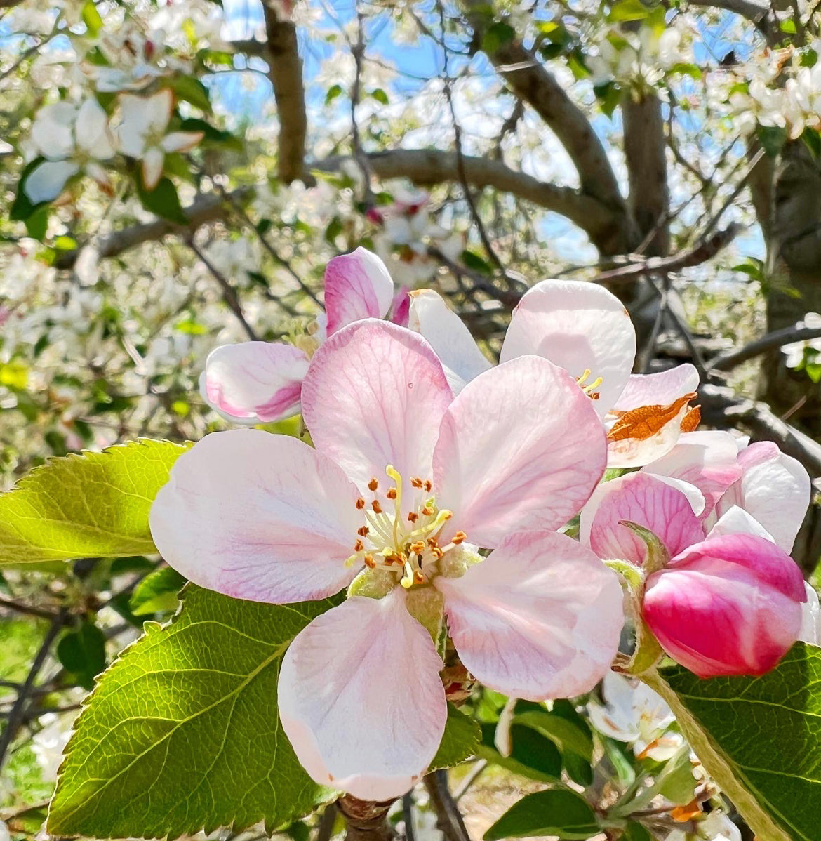Apple Blossom